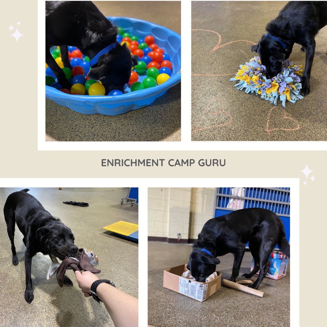 March Pet of the Month: Lena, 9 yr, female lab mix.  Lena uses our daycare &amp; boarding service and she is a frequent participant in our enrichment camps. Words to live by: “Ball is life…even better if it squeaks.” #doggydaycare #dogboarding
#northernvirginiastyle #arlingtonva
