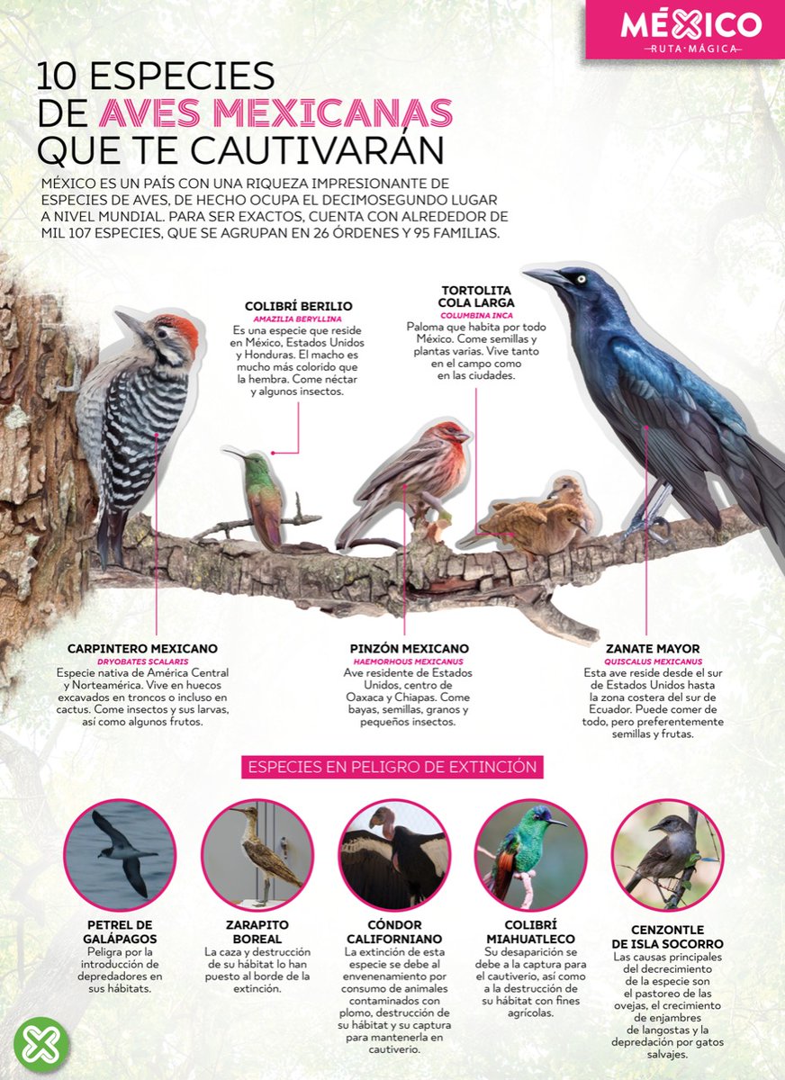 mxrutamagica's tweet photo. ¡Hoy es el #DíaMundialdelaVidaSilvestre! Y es necesario hacer una reflexión sobre el valor incalculable de la vida silvestre y cómo esta contribuye al bienestar social, ecológico, científico, económico ☝️ https://t.co/PpyqdcsSHH