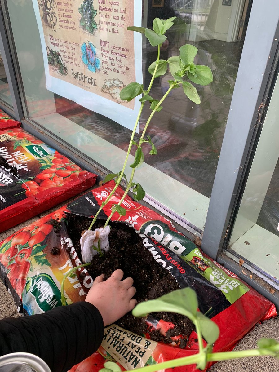 HaybridgeSchool's tweet photo. Planting βMandrakesβ in herbology to celebrate #worldbookday. #wearehaybridge #hagley #themagicofreading https://t.co/rtP3nbCWTC