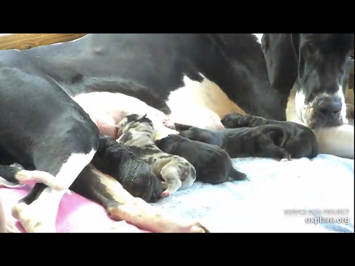 Puppy #5 born a few moments ago. Bianca is a natural!!

@servicedogproject @dogblessyou #exploreorg #servicedogproject #dogblessyou 
#servicedog #servicedogs #greatdaneservicedog #greatdane #greatdanesh
#balance #balanceandmobility #balancedog #greatdanesofinstagram