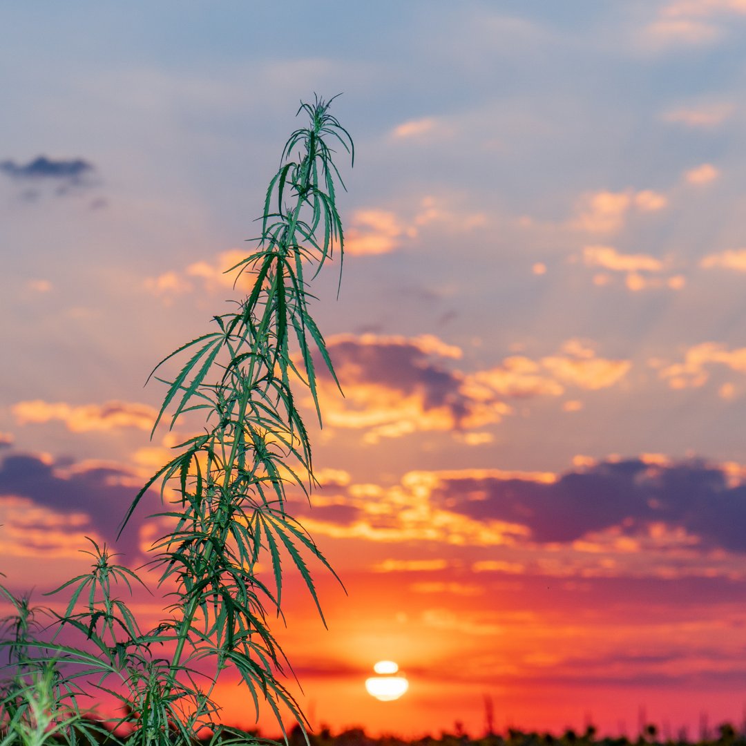 GreeneryMap's tweet image. Good morning, Greenery Map fam!