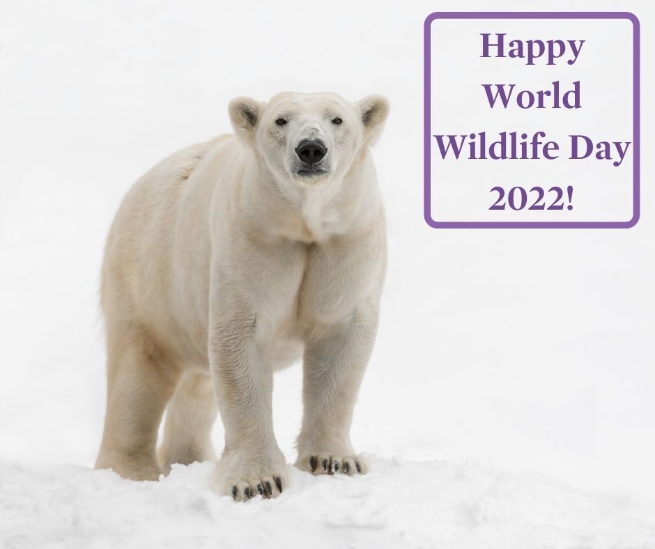 Happy #WorldWildlifeDay! Today on the blog we explore why polar bears have become the poster animal for climate change, the correlation between animal agriculture and greenhouse gas emissions, and what we can all do to begin reducing our carbon footprints: bit.ly/3KaarLW