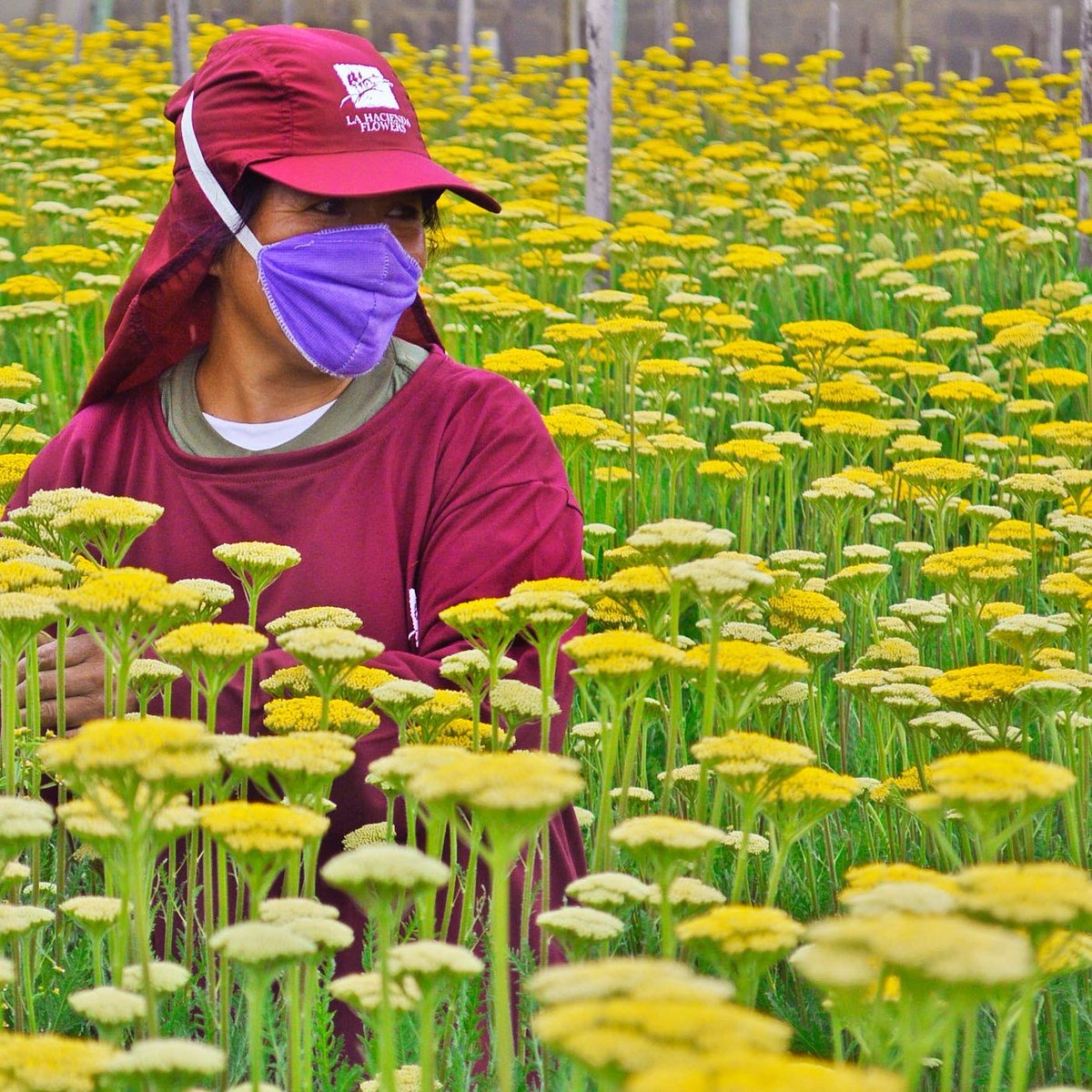 The face behind a job well done. Master hands take care of every detail of these beautiful flowers. #yarrow #fillers #yellowtones #fallseason #novemberishere #americanfarminecuador #ecuador #usa #directshipping #followus #followforfollow #lhf #lahaciendaflowers