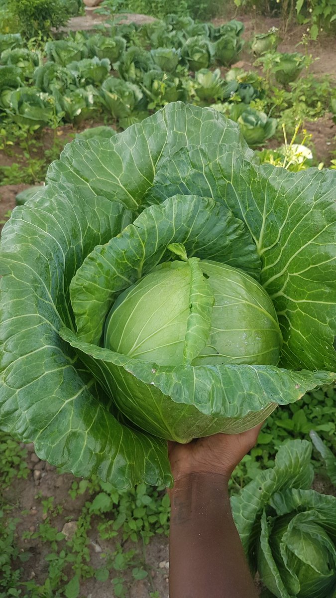 Nsama_24's tweet photo. Inspired by #certifedbushman
#zedfarmer
#zedtwitter
Cabbage instock
K10 only guys im in #luanshya
Friday #kitwe https://t.co/LUHGddbeuP