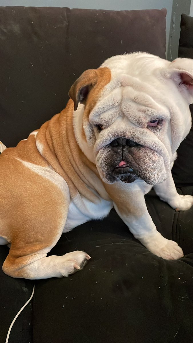 Znehaar's tweet photo. @InvisiblePetNFT Grumpy 🐶 https://t.co/3LMD6hGrW7