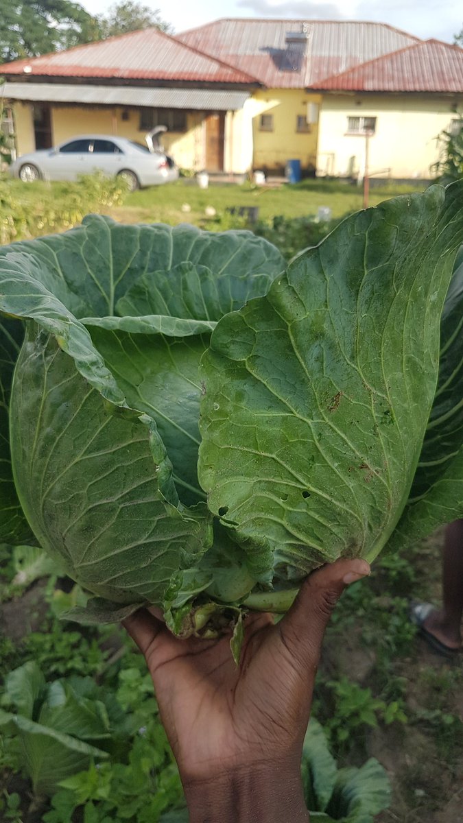 Nsama_24's tweet photo. Inspired by #certifedbushman
#zedfarmer
#zedtwitter
Cabbage instock
K10 only guys im in #luanshya
Friday #kitwe https://t.co/LUHGddbeuP