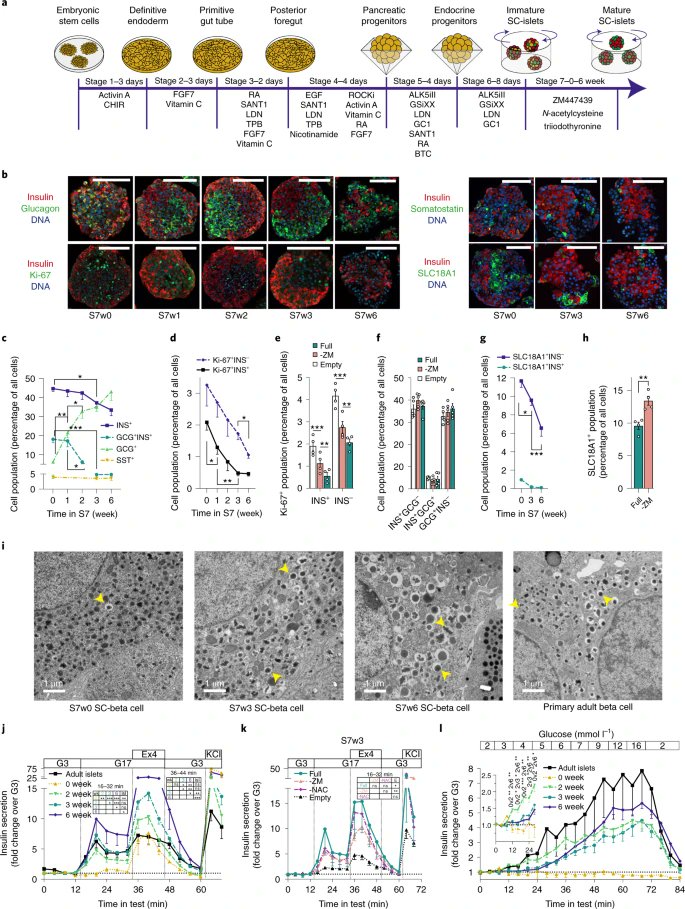 NatureBiotech's tweet photo. Functional, metabolic and transcriptional maturation of human pancreatic islets derived from stem cells https://t.co/hFbvXwWsY5 https://t.co/TC4hq6kZ02