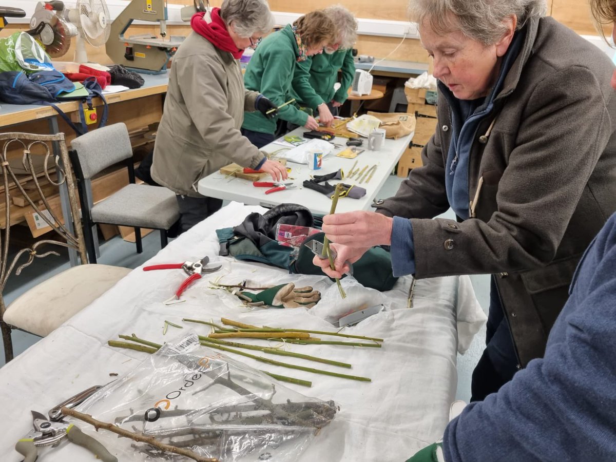 SuffolkTrees's tweet image. #TreeWarden training: grafting course. We are looking to expand our #CommunityTreeNurseries to include traditional orchard species. Thanks to Paul Read STOG &amp;amp; Celia Boyle for great instruction &amp;amp; hosts Debenham Shed, 2Fields @SuffolkBIS @TreeCouncil @greensuffolk