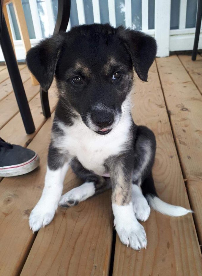 Show me those puppy pictures!!
#throwbackthursday #dogsoftwitter #twitterdogcommunity #puppy