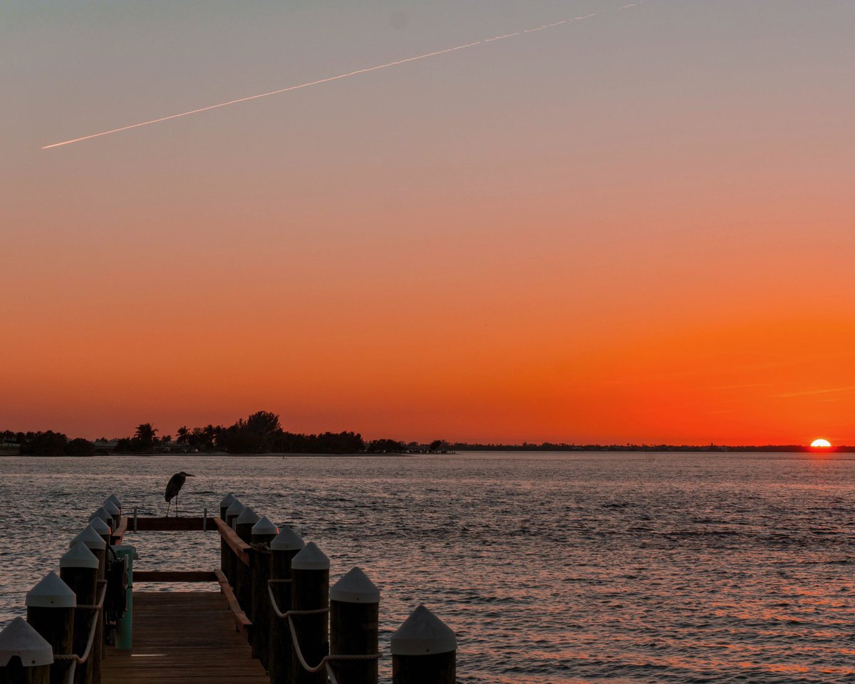 GM ☀️ this is one of my favourite shots. I was so lucky to get three subjects in one shot. Which one is your fav? 🛩 🐦 🌅 #florida 

Also should I consider selling this in the future 🤨#nftphotography