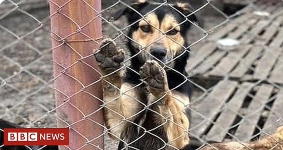 Animal_Watch's tweet photo. How animals in Ukraine are being rescued during war https://t.co/6veqEMa9zF @_ManishPandey @BBCNewsbeat #Ukraine 🇺🇦🐾 #StandWithUkraine️ #StopPutinNOW https://t.co/2lAziR8elu