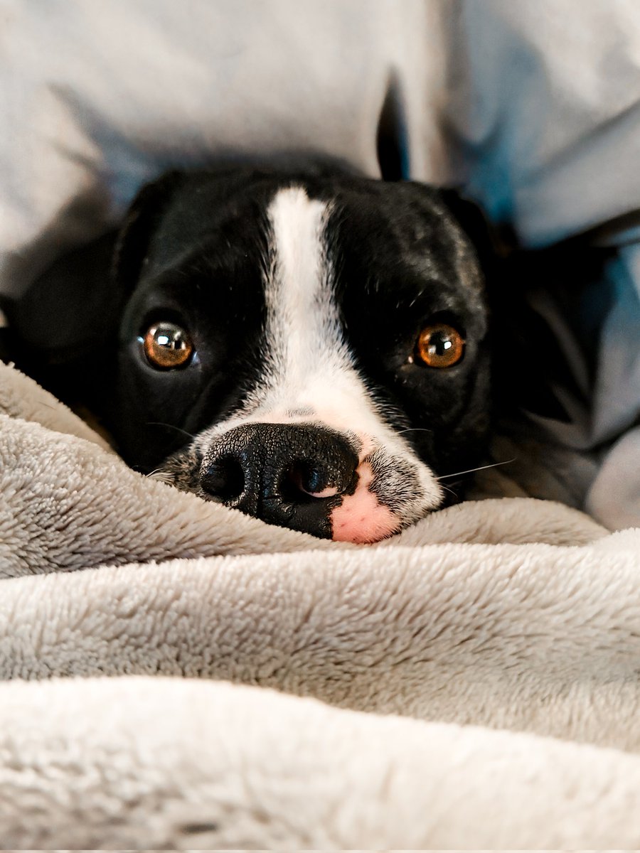 Bossy Pupper tweet media