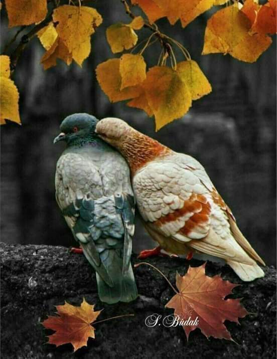 FawySh's tweet photo. "لاتجبروا أحداً على إعتناقِ أرواحكم، فالحبّ مثل الدين  لا إكراه فيه"..! 

🍁🍁 https://t.co/4khCQ3KVqQ