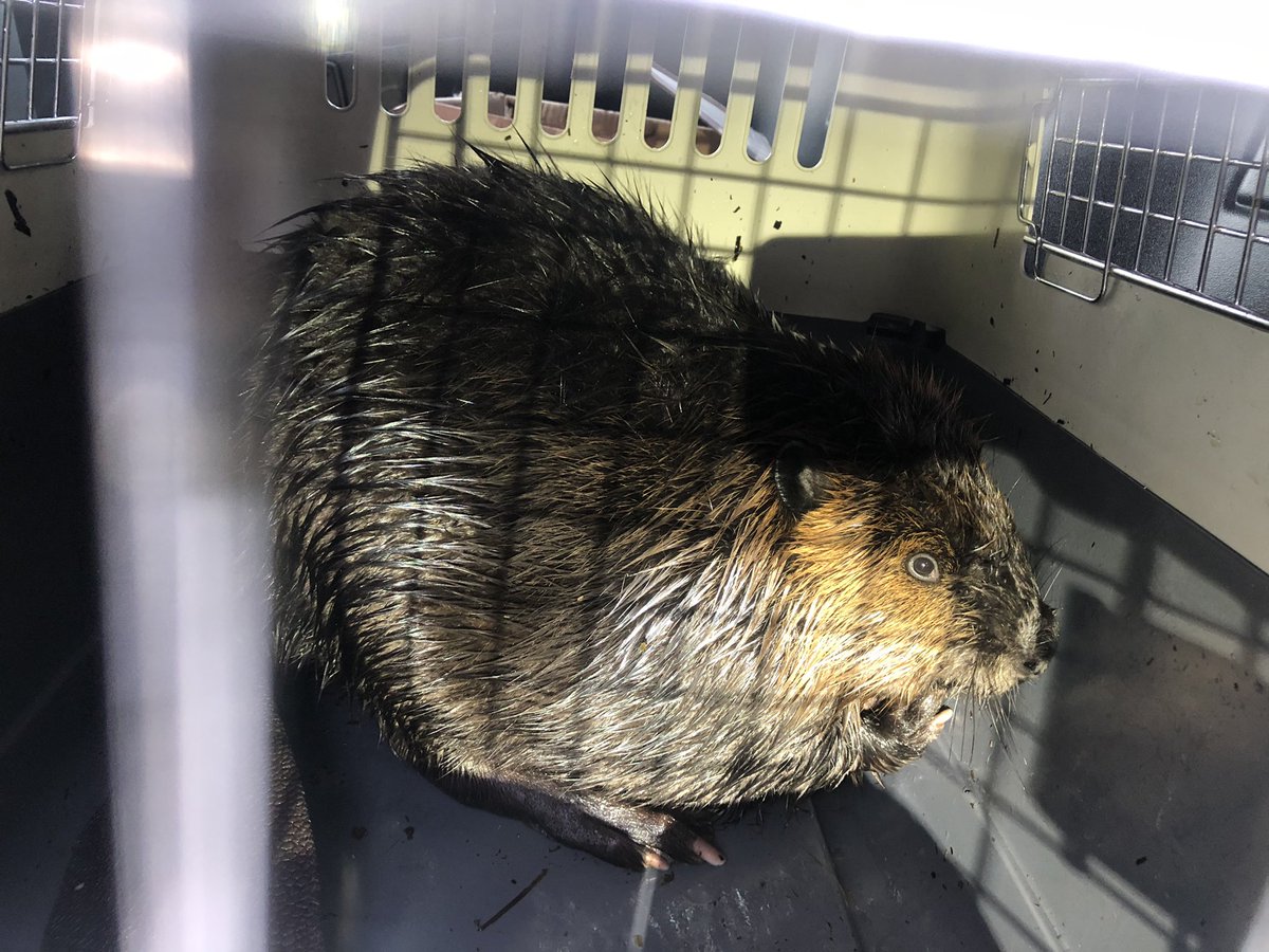 WhiteRockRCMP's tweet photo. Beaver rescue success this morning! Report of beaver in distress in ocean, waves rolling them into rocks on East beach. Two #WhiteRock Mounties capture very tired beaver. Off to @CritterWildlife for check up. That’s Canadian, eh! https://t.co/hwc8HaYtSj
