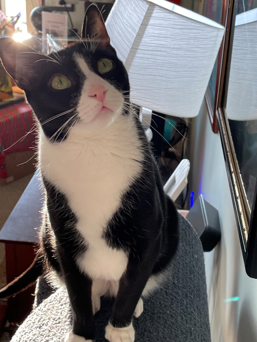 I thought I saw a bird
#CatsOnTwitter #cats #BirdsOfPrey #funniesttweets 
#spring #sophnbeanpetcare