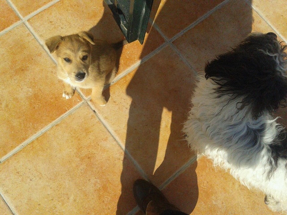 susana85's tweet image. Así llegó Rudolf a casa. Pequeñito, un pasota total para ser un cachorro😅. Lo adopté para que hiciera compañía a mi otro amor, Ikran. No iba a crecer, me dijeron. Ha sido la mejor mentira que me han contado nunca😍#NoCompresAdopta #mascotas #perros