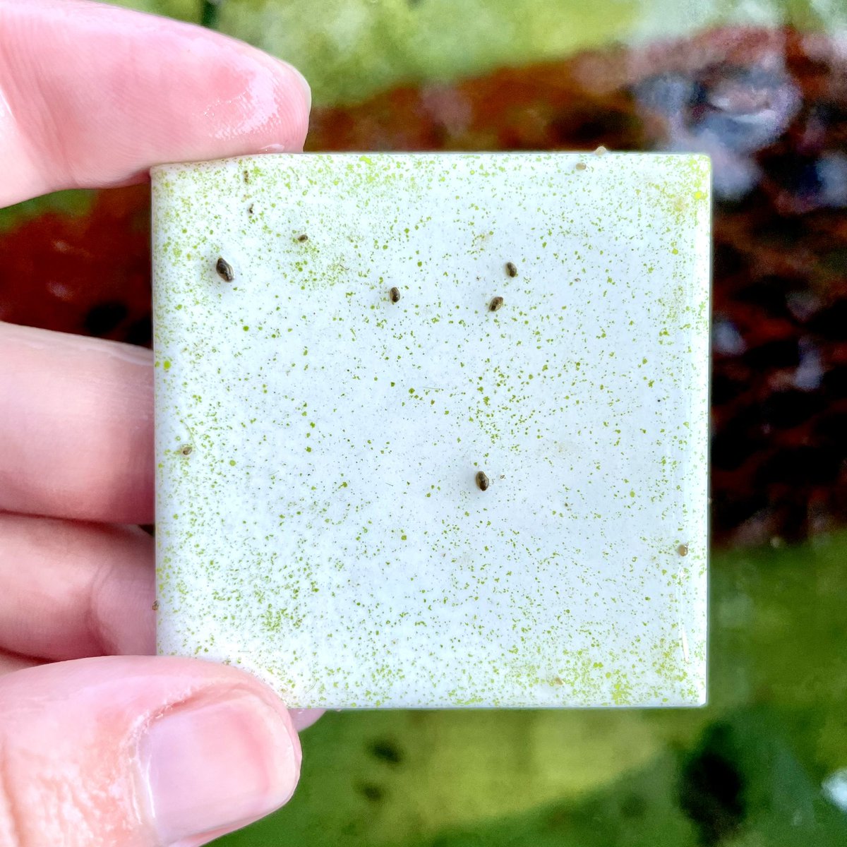 Happy #WorldWildlifeDay! Here’s just a handful of the critters I’ve been able to meet and work with over the years :)