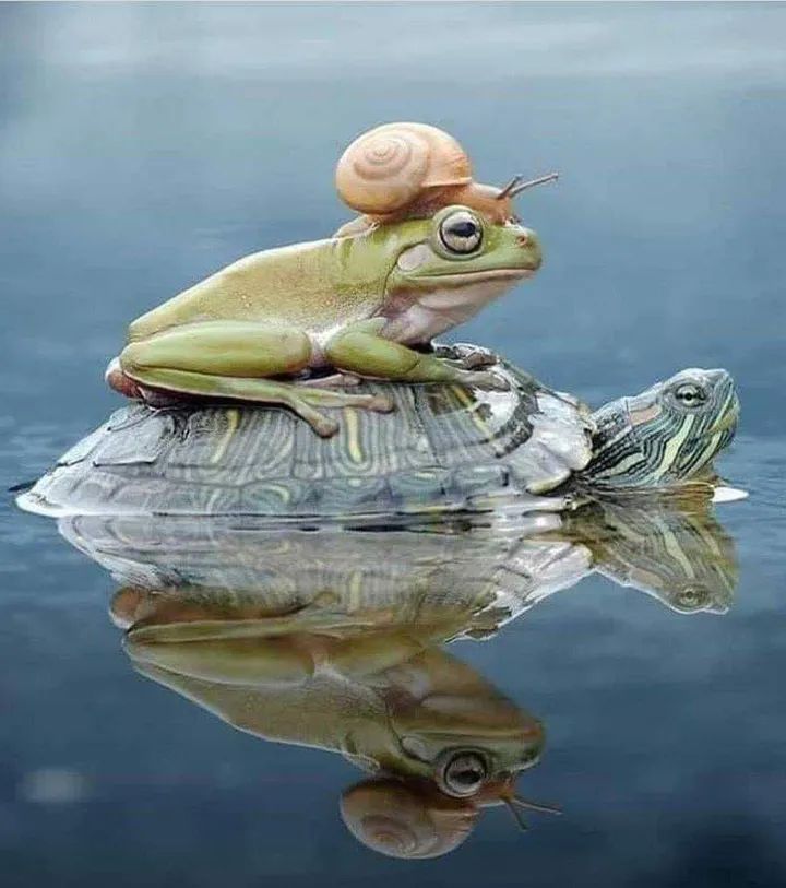 Sci_Nature0's tweet image. Nature is always best