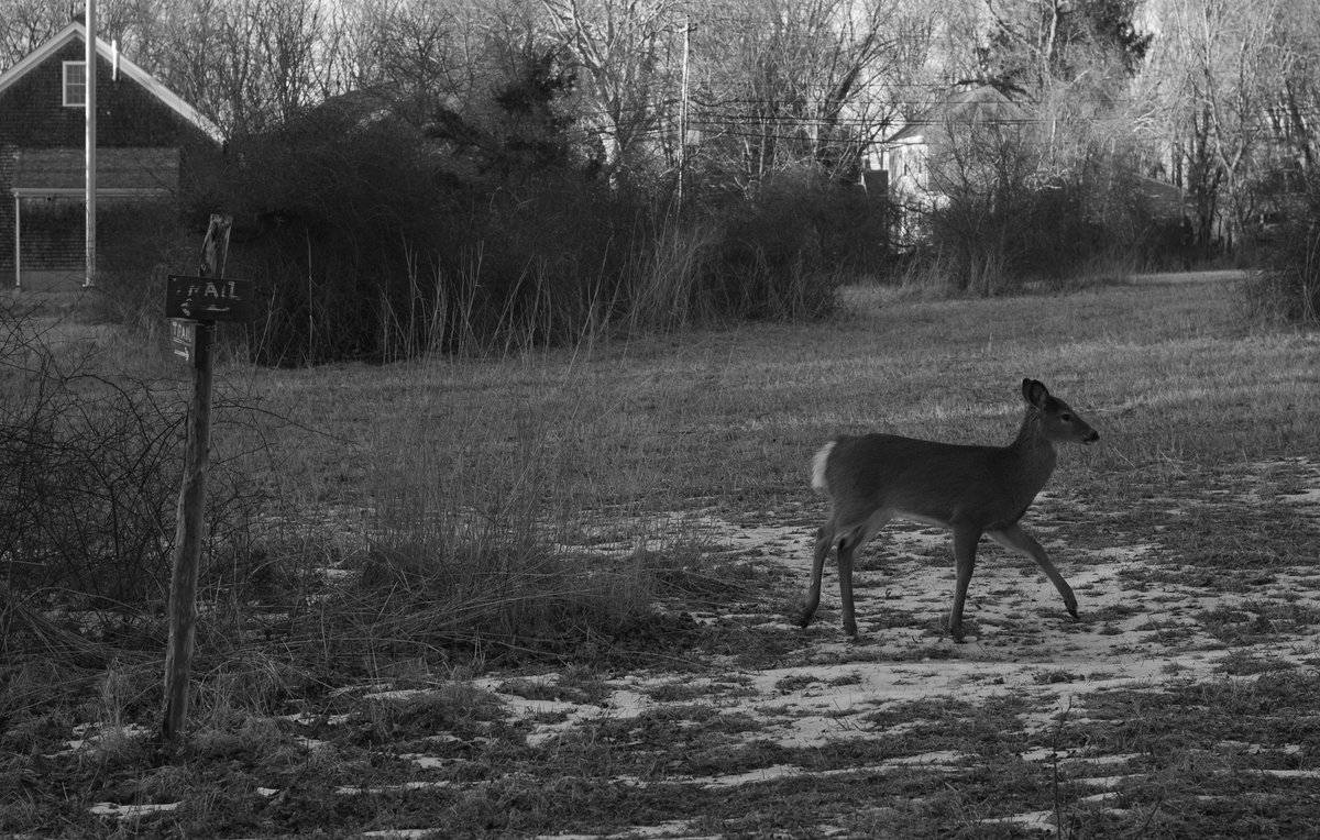 EliValentine4's tweet photo. I’ve been practicing looking at things in black and white https://t.co/ZHsTa0DS1C