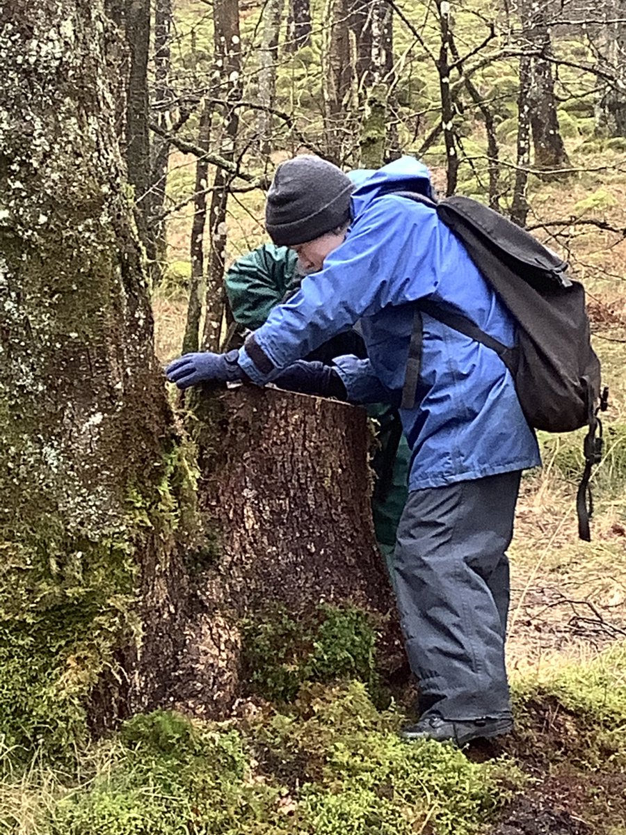 PPTowerWood's tweet photo. A great day out in the Langdales today, learning lots from our leader. https://t.co/9vZLh1MyLV