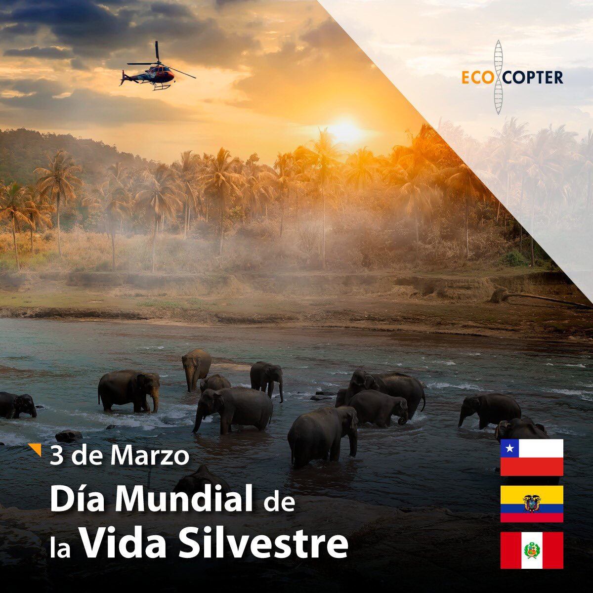 Hoy 𝟑 𝐝𝐞 𝐌𝐚𝐫𝐳𝐨  se celebra el #𝐃𝐢́𝐚𝐌𝐮𝐧𝐝𝐢𝐚𝐥𝐝𝐞𝐥𝐚𝐕𝐢𝐝𝐚𝐒𝐢𝐥𝐯𝐞𝐬𝐭𝐫𝐞

#Ecocopter apoya esta campaña en protección y cuidado de la vida silvestre, creando conciencia de la importancia de su cuidado y protección, celebramos  su belleza y diversidad