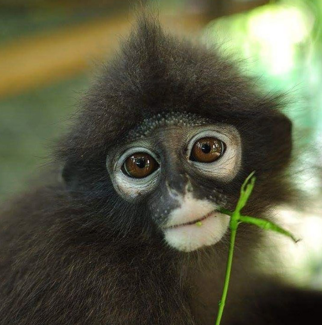 pieroctlv's tweet photo. For #WorldWildlifeDay, we're highlighting gibbons. @GibbonProject cares and rehabilitates mistreated gibbons and then releases them into the wild. There are 20 different species of gibbon, who communicate by song and regularly mate for life. #amazingthai… https://t.co/wctSX5sRVp