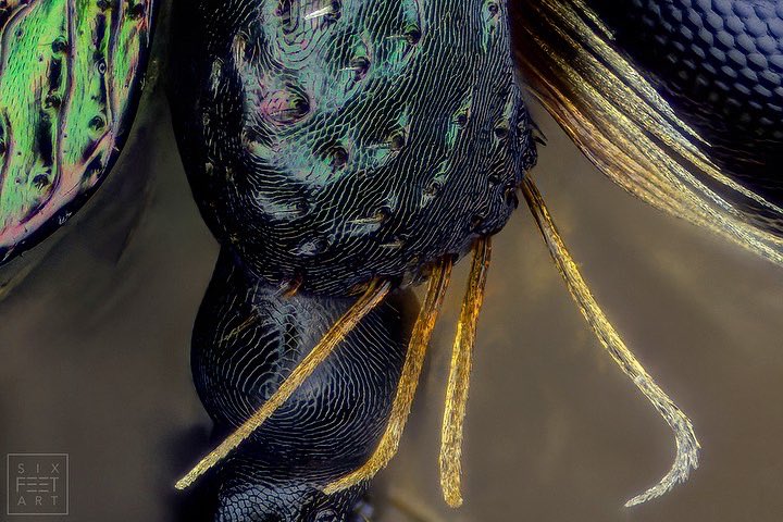 sagaOptics's tweet photo. This time I wanted to try to photograph the head of a rose chafer, Cetonia aurata, from a different angle, on a scale of 10:1. It was worth it, great structures come to the fore again.

#rosechafer #rosenkäfer #cetoniaaurata #structure https://t.co/WSGNaJZvcB