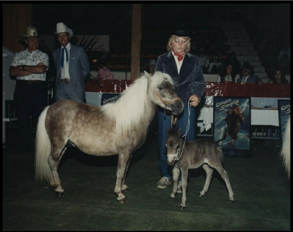 Miniature horse and colt (CU131426). Courtesy of Collection, Libraries and Cultural Resources Digital Collections, University of Calgary
#calgarystampede #stampedeag #miniaturehorseshow #miniaturehorses instagr.am/p/Capja-0Byvf/