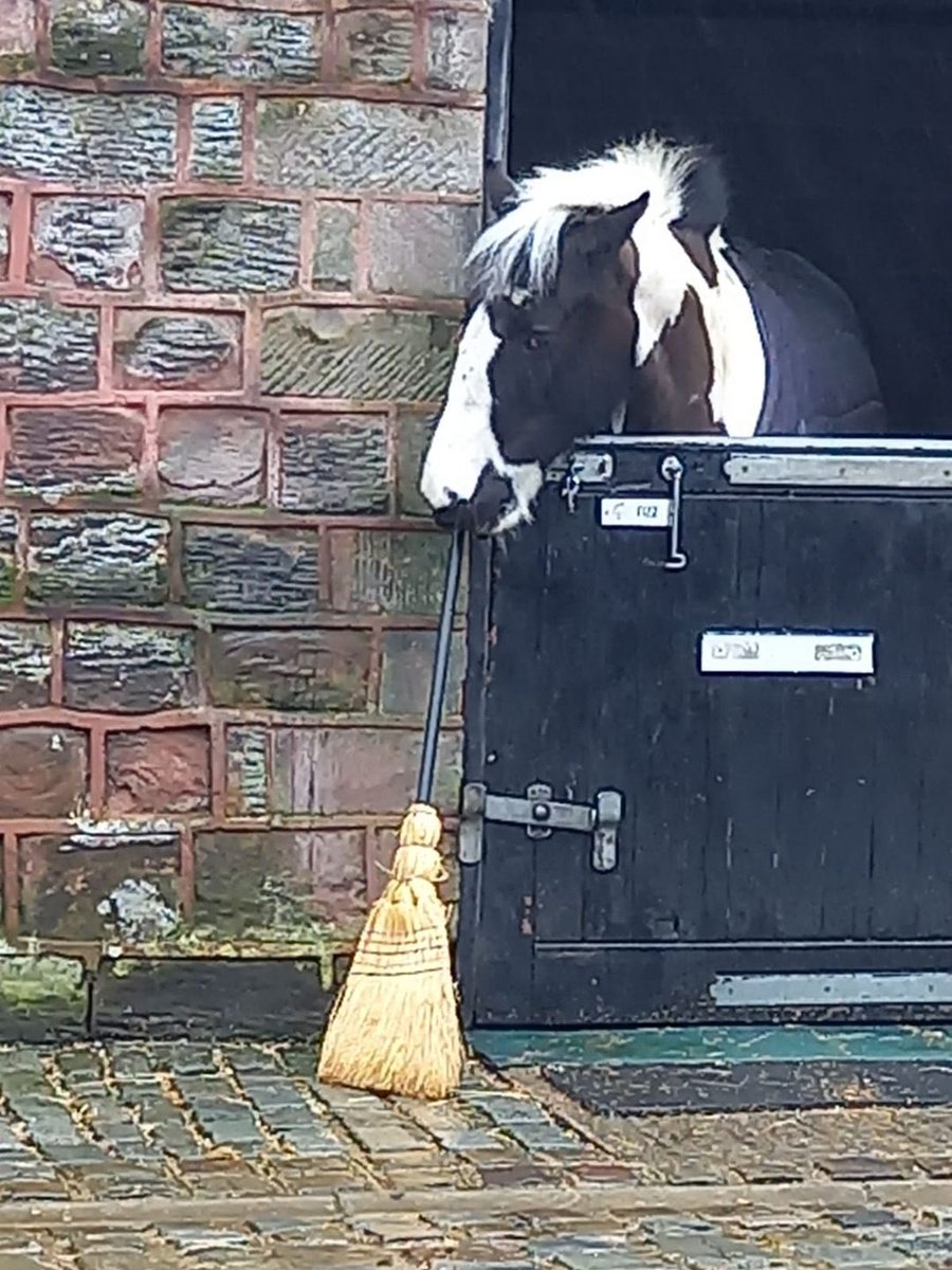 There’s a job for everyone at Team Beechley, here’s Fizz showing us how to brush the yard 😂