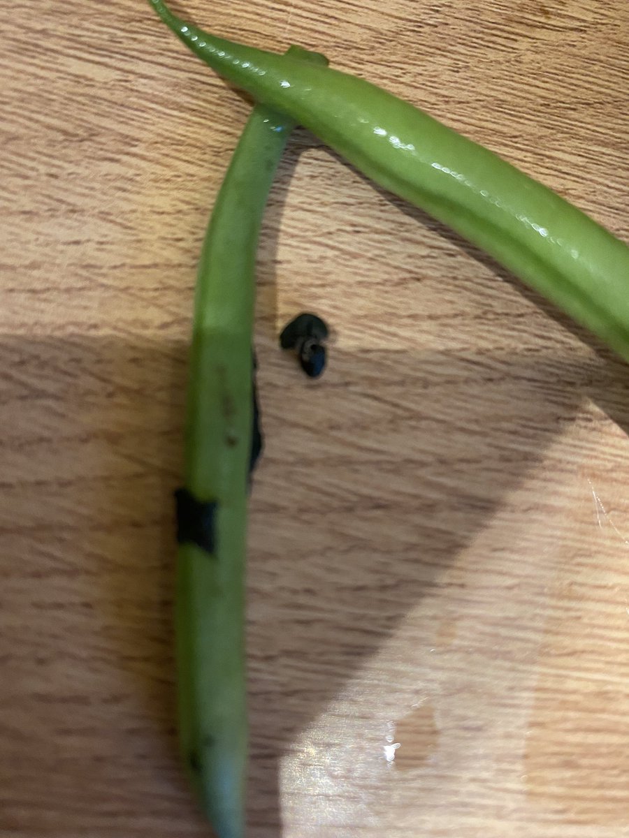 Jaii_baker's tweet photo. @Tesco went to cook my ‘finest’ green beans and something has already eaten them- and pooed all over them 😭 https://t.co/eTdeK59Swk