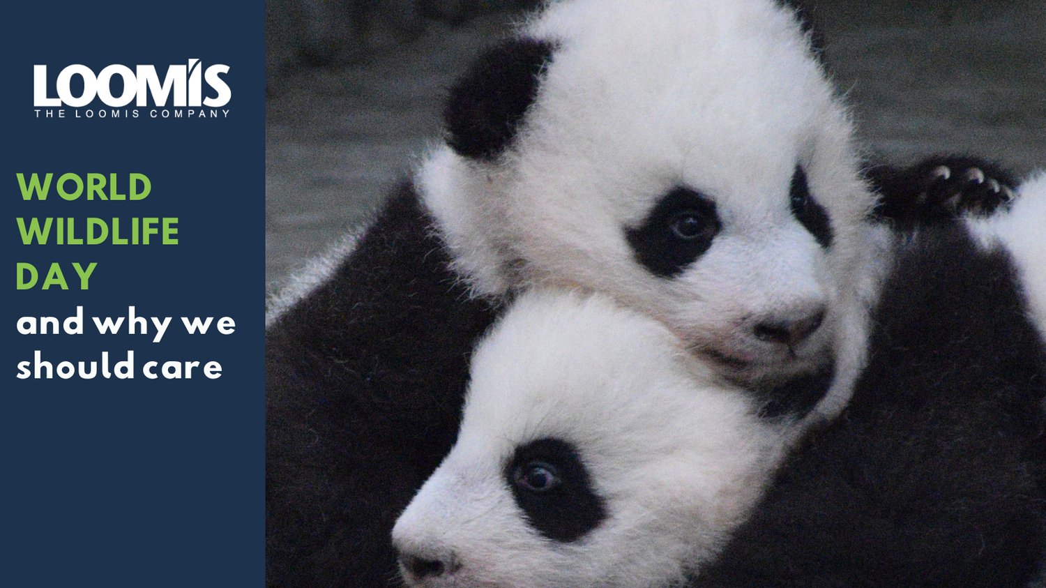 The Loomis Company on Twitter "World Wildlife Day occurs yearly on