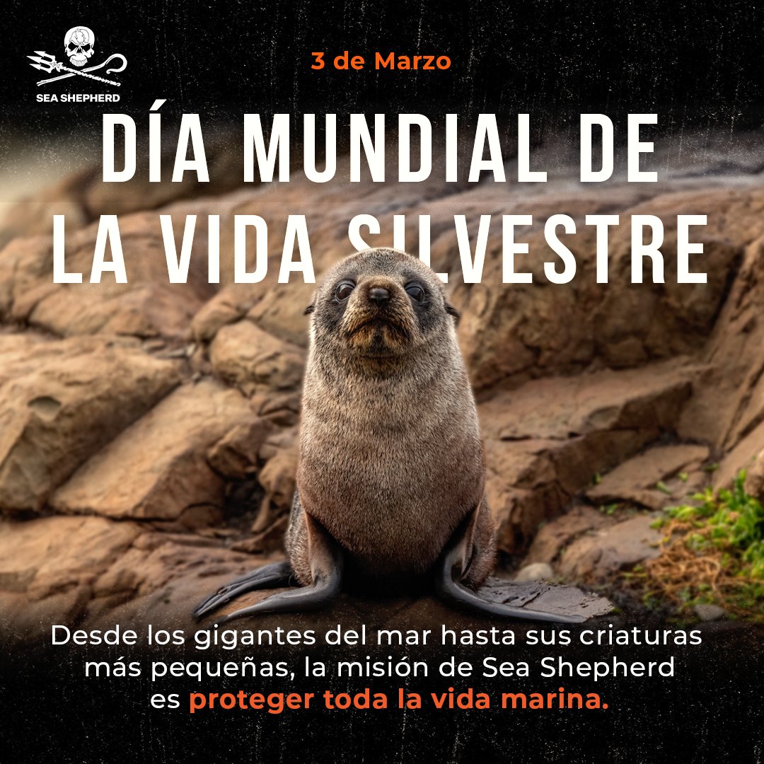 Desde 1977 que Sea Shepherd defiende, conserva y protege la vida marina en todo el planeta! 🌍 

#WorldWildlifeDay
#DíaMundialDeLaVidaSilvestre
#ForTheOcean