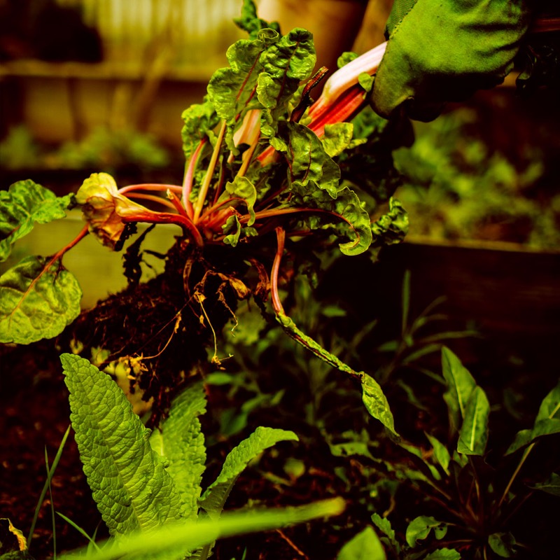 LENT Day Thirty Eight - A harvest of righteousness
Hebrews 12:3-17
It's easy to see hardship as a problem to be solved. But Hebrews also encourages us to consider how God might be using it in our lives.
#lent #Jesus #clerkenwell #London #farringdon #ec1 #thecity #oldstreet