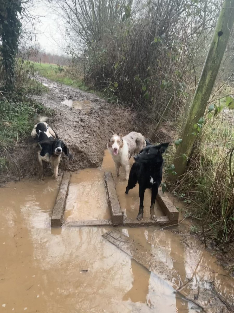 Mud, mud. Glorious mud! #muddydog #soggydogs #dogsoftwitter