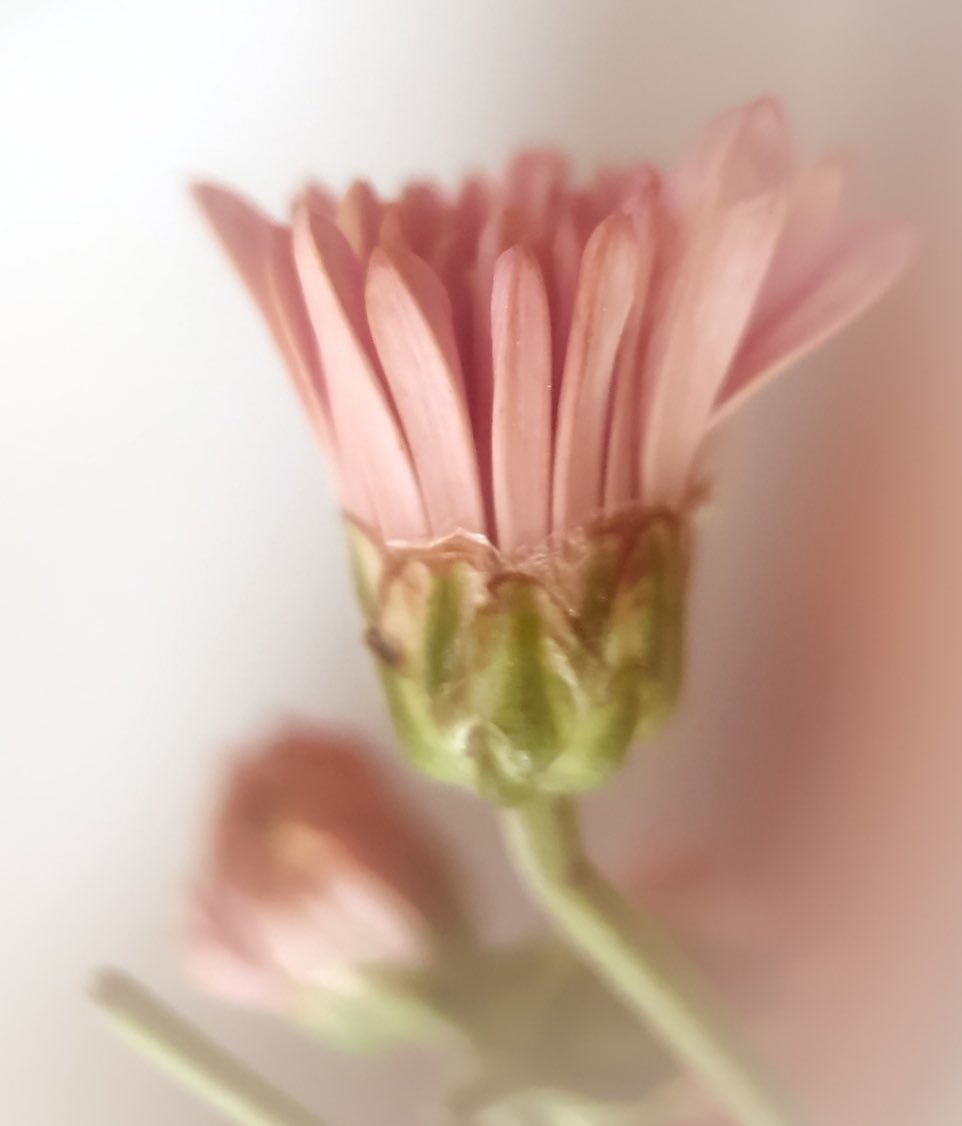 It’s been awhile, how are you? 🌸🤍