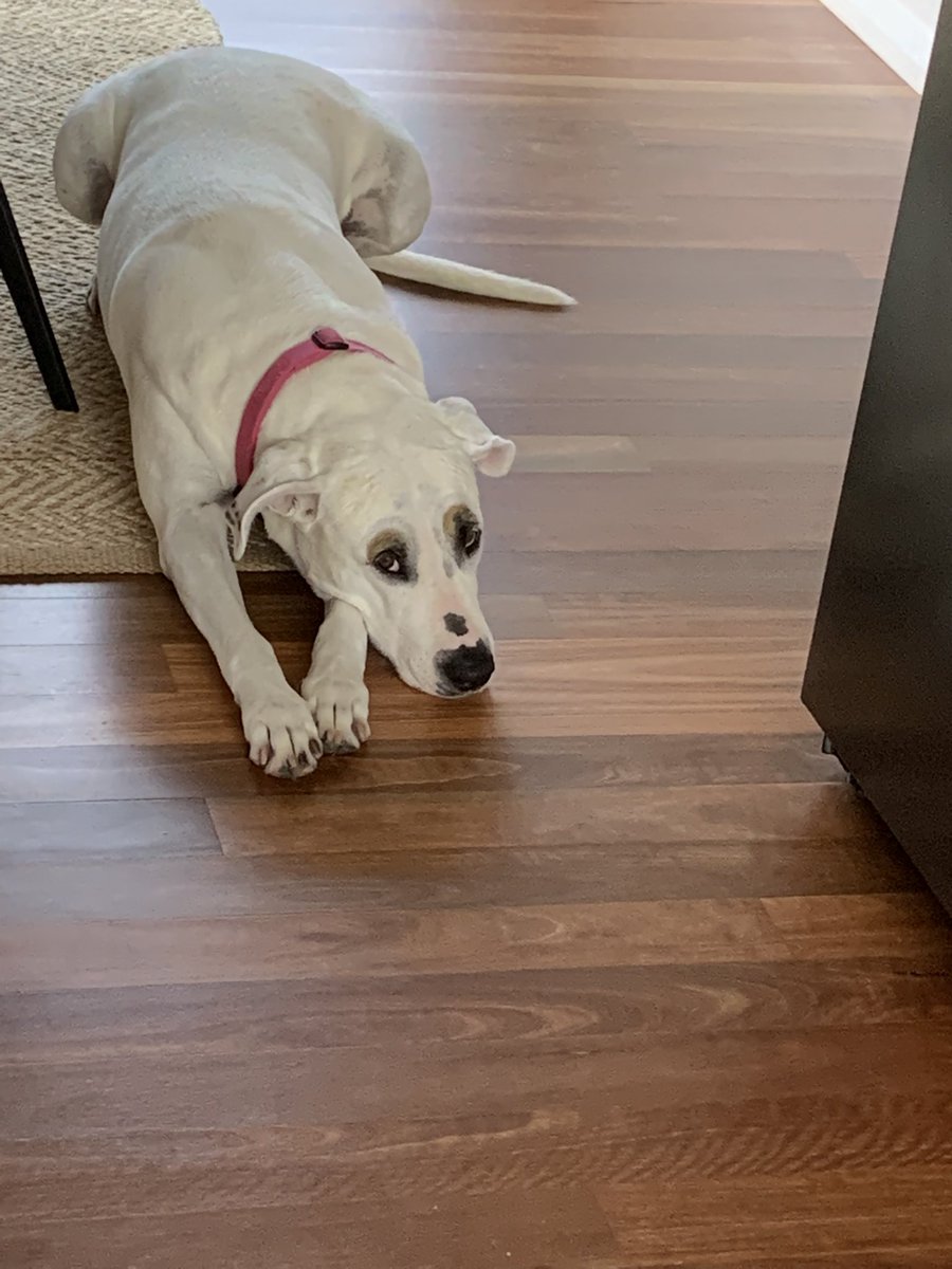 DaisyDog tweet media