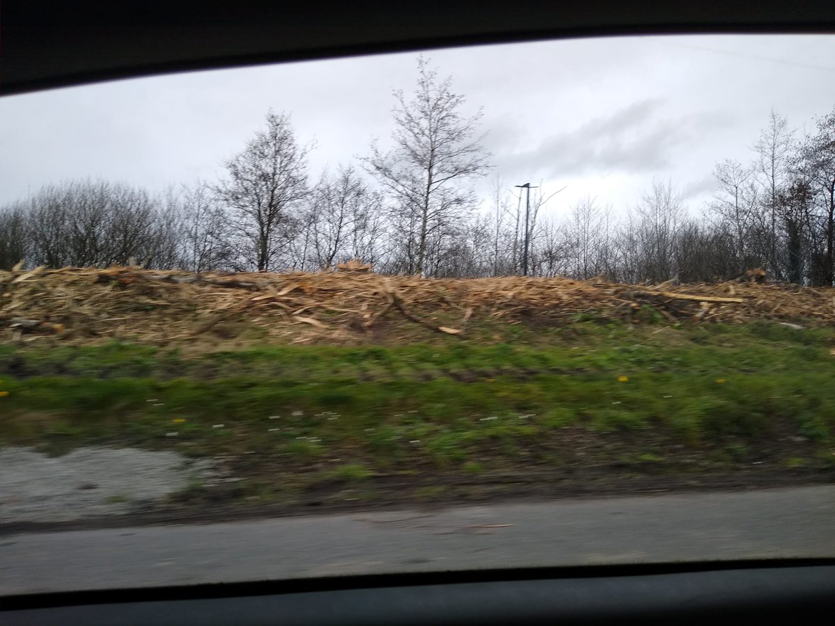 BetonyJo's tweet photo. #corkmissingtrees several trees removed and shredded on N25 to make way for pedestrian bridge. A worthy cause but did they really need to remove so many? https://t.co/TVzX6wJnQy