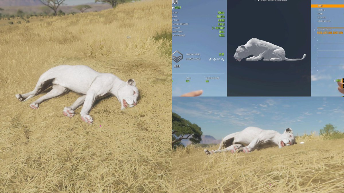 JacobCulver15's tweet photo. Finally a trophy lion, still no diamonds though. https://t.co/5CZT4glS2h