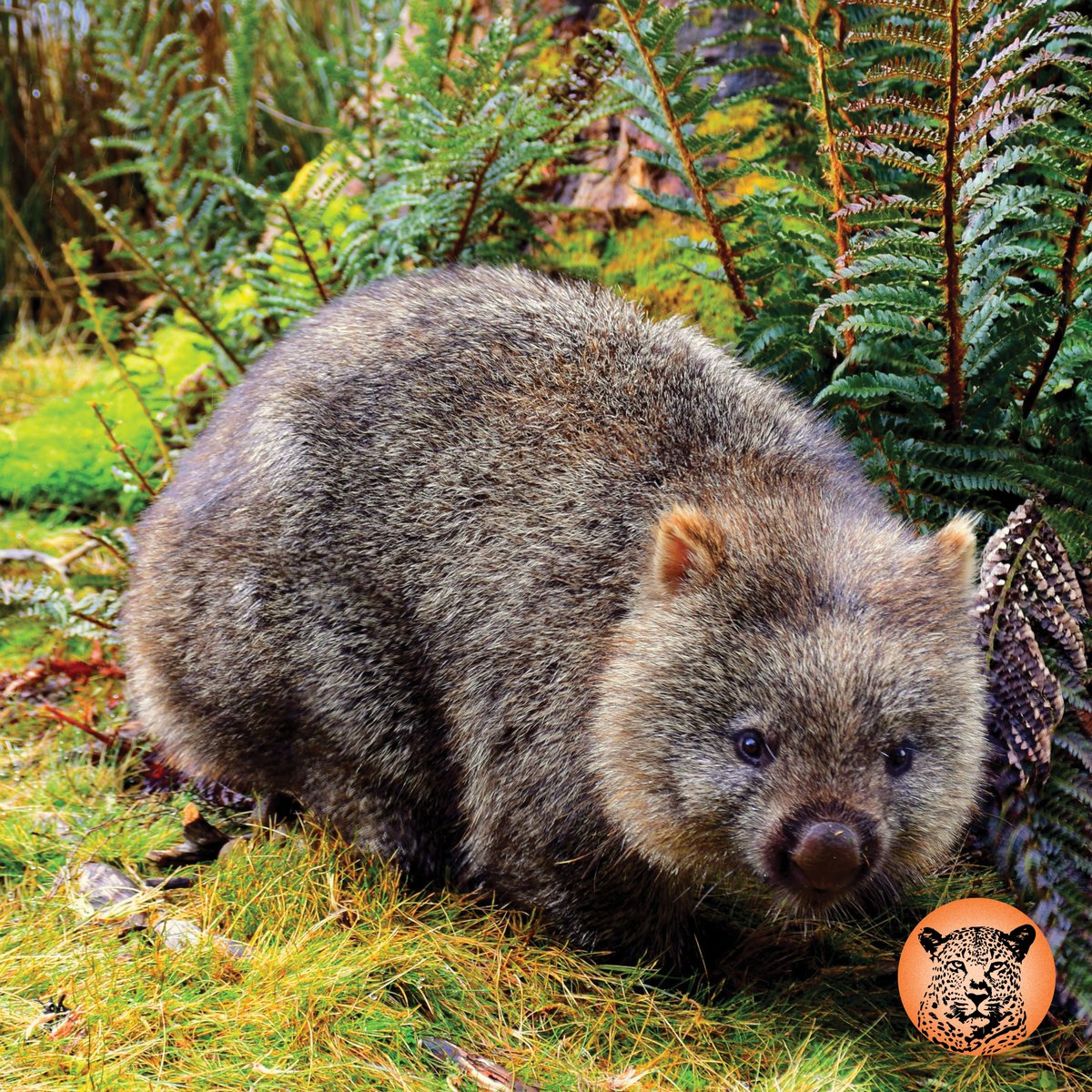 SafariUltimate's tweet photo. Wombats poop cubes and scientists finally got to the bottom of it!
A study published in 2021 reveals that it’s the way in which the wombat’s intestines constrict that shape
the scat.
📷 : Meg Jerrard
#wombat #wombatpoop #wombatscat https://t.co/B0FeF9OcMk