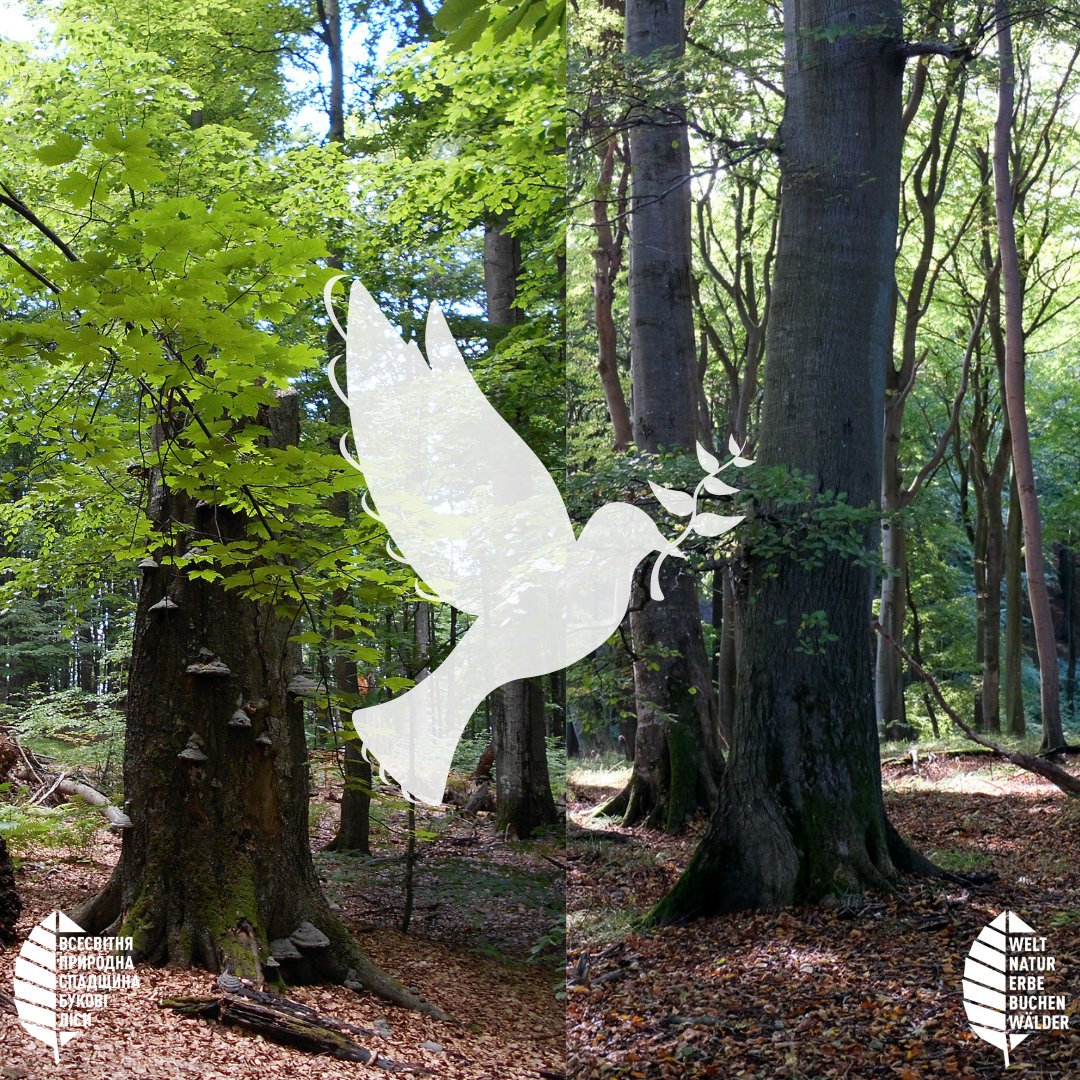 Kreidekueste's tweet photo. Anlässlich der schockierenden Geschehnisse in der #Ukraine möchten wir euch die #Hilfsaktion #SupportUkraine unserer Freunde vom "European Beech Forest Network" von der @hneeberswalde ans Herz legen. Alle Infos findet ihr auf https://t.co/o5Ha41H9gV 🕊️🇺🇦
#StopWar #beechpower https://t.co/BGvYT1naor