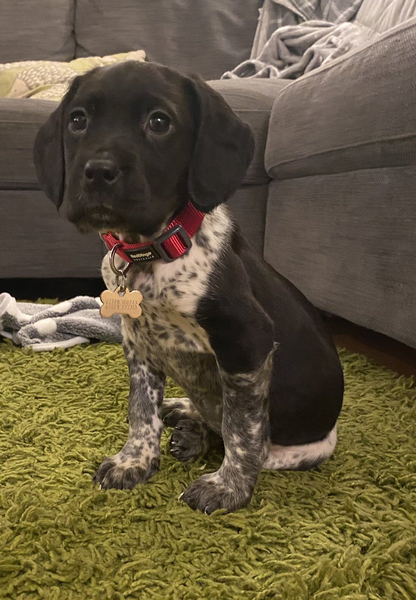 Rosie_1st's tweet photo. I’m 5 months old now! This is also me when I joined my forever home at 9 weeks old. Do you think I have grown? #dogsoftwitter #cockador https://t.co/VGtdXA80hI