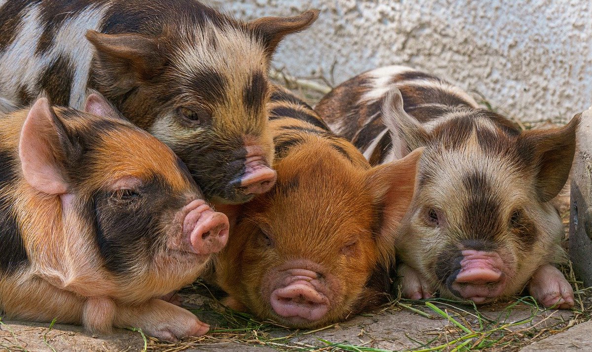 We all have the power to protect animals with the choices we make every day. 💕

What inspires you to stand up for animals?
