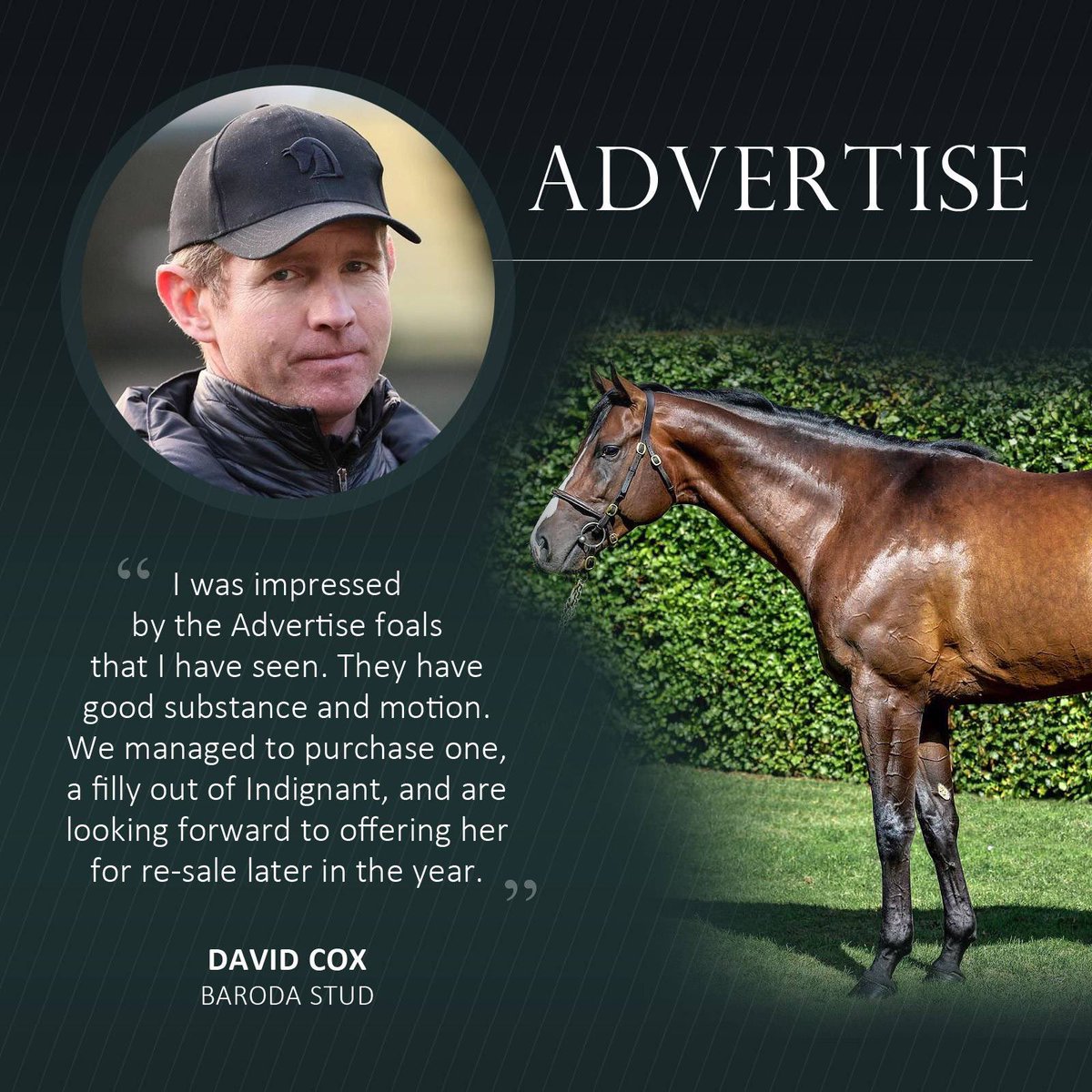 Mantonstallions's tweet photo. Read what David Cox @BarodaStudIre had to say about the ADVERTISE foals including the filly out of Indignant that he purchased @Tattersalls1766 @NatStudStallion @MMeadeRacing @FARRINGTON_D https://t.co/hJ2oHy2rLg
