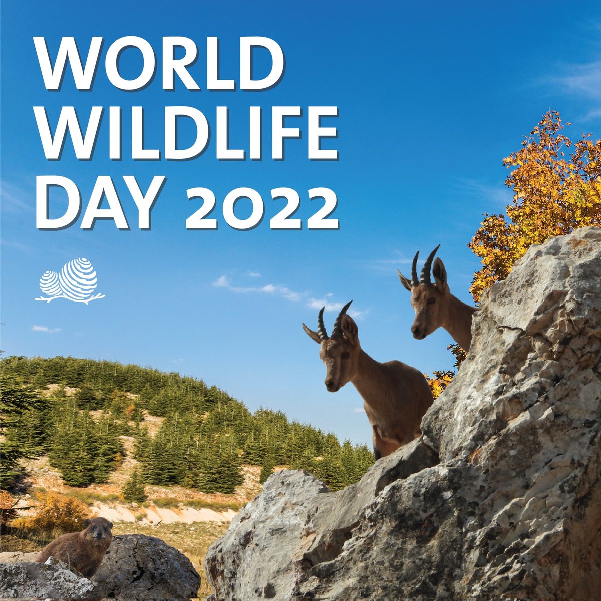 Every #wildplant and #animalplays a key role in preserving ecosystems. The #WorldWildlifeDay2022 theme,'recovering key species for #EcosystemRestoration', emphasizes the multitude of ecological, social, economic, scientific benefits derived from the conservation of these beings.