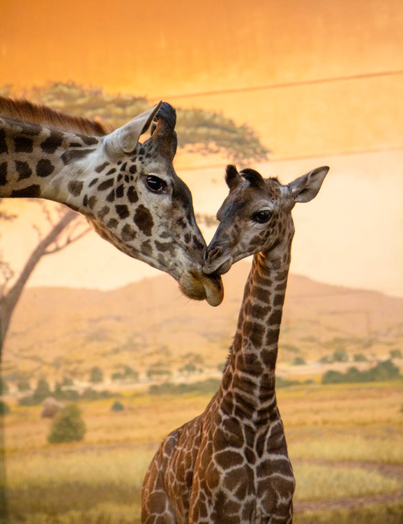 TheTorontoZoo's tweet photo. #LittleLongLegs has met his big sister! π¦ Mstari, Amani and him spent some time exploring the indoor giraffe habitat together for the first time and he and Amani spent the day getting to know one another. Introductions went well and we will share some video footage soon! https://t.co/gGt7XwYnUn