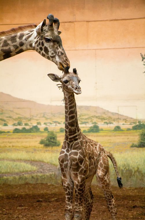 TheTorontoZoo's tweet photo. #LittleLongLegs has met his big sister! π¦ Mstari, Amani and him spent some time exploring the indoor giraffe habitat together for the first time and he and Amani spent the day getting to know one another. Introductions went well and we will share some video footage soon! https://t.co/gGt7XwYnUn