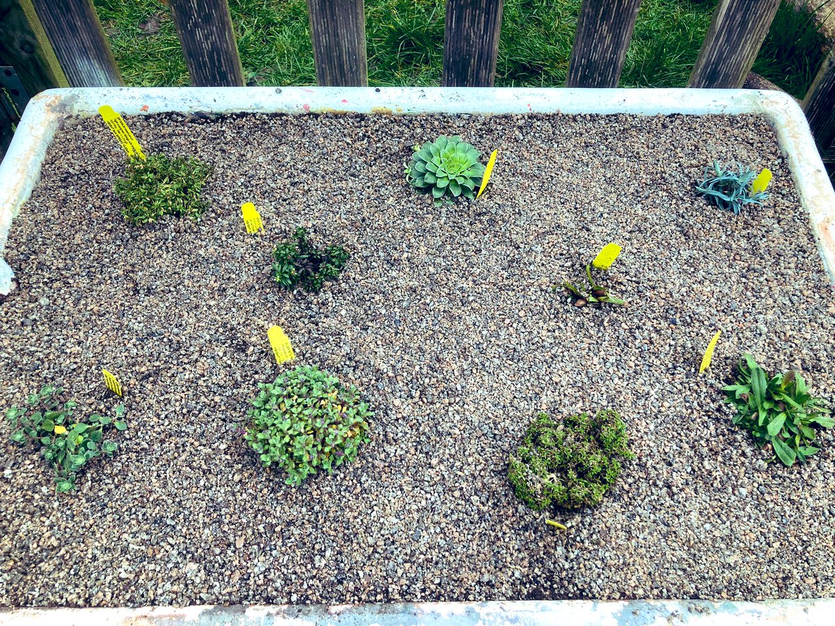 SJL Ecoschools (@sjlecoschools) on Twitter photo What a successful lunchtime making our first alpine trough using a recycled art sink. We received great advice from Ice Alpines, Chelsea Flower Show exhibitors. We can’t wait to see it all flowering over the next few months @RHSSchools <a href="/EcoSchools/">Eco-Schools England</a> @AlpineGardenSoc <a href="/wmsussch/">Sustainable Schools</a> What a successful lunchtime making our first alpine trough using a recycled art sink. We received great advice from Ice Alpines, Chelsea Flower Show exhibitors. We can’t wait to see it all flowering over the next few months @RHSSchools <a href="/EcoSchools/">Eco-Schools England</a> @AlpineGardenSoc <a href="/wmsussch/">Sustainable Schools</a>