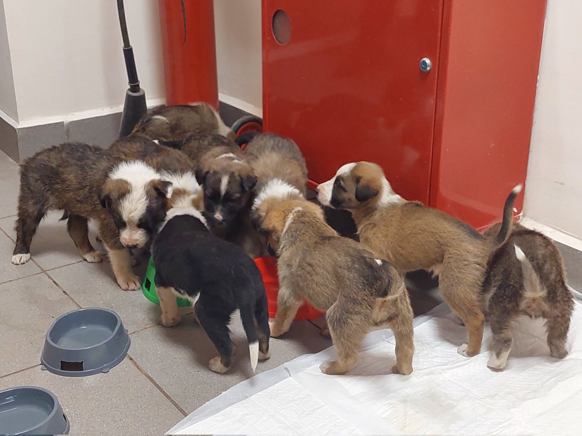 Девочки дома, парень забронирован. Осталось крепких симпатичных ручных и забавных мальчишек на любой вкус. Помогите пристроить!!!!