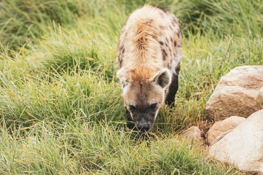 over_expos_ed's tweet photo. https://t.co/N4u29LVWbT 
#animalgram #animalpics #wildlife_vision #wildlifepictures #wildlife_captures #wildlifeshots #igscwildlife #ignature #instanature #naturelife #wildlifephotographyofinstagram #wildlifestuff #amazingcreatures #animaladdicts #wil… https://t.co/sFlms4E8oW https://t.co/qOGKarug0h