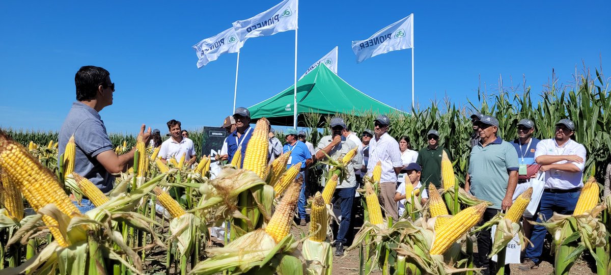 PalabraRural's tweet photo. Hoy Pioneer Open 2022 en Bengolea (Cba)
Hermoso dia soleado en el Centro Sur de la Pcia de Córdoba, donde las novedades genéticas y tecnológicas de @PioneerSemillas en maiz y en soja se expusieron ante una concurrencia de 200 asistentes. https://t.co/o1DwnIjEkI